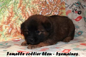 chiot eurasier