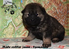 chiot eurasier