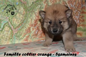 chiot eurasier