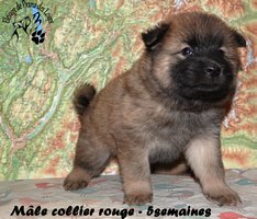 chiot eurasier