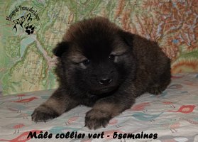 chiot eurasier