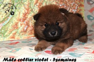 chiot eurasier