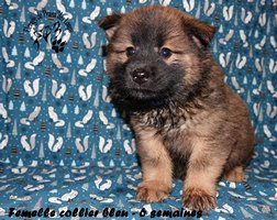 chiot eurasier