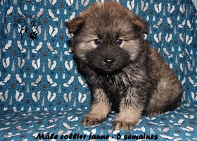 chiot eurasier