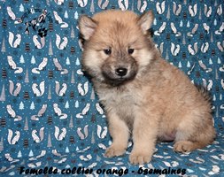 chiot eurasier