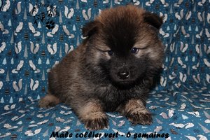 chiot eurasier