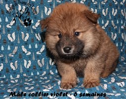 chiot eurasier