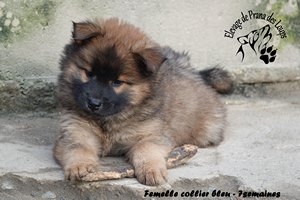 chiot eurasier