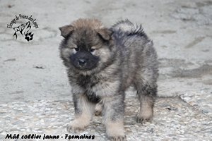 chiot eurasier