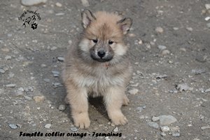 chiot eurasier