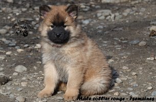 chiot eurasier