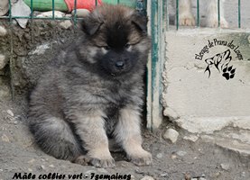 chiot eurasier