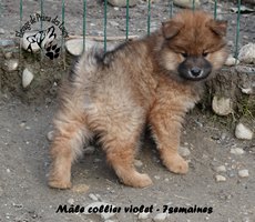 chiot eurasier