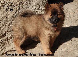 chiot eurasier