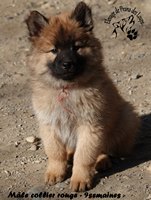 chiot eurasier