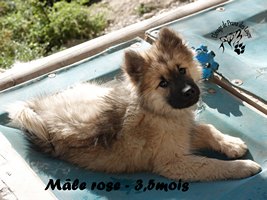 chiot eurasier