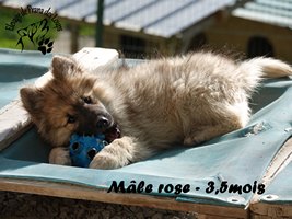 chiot eurasier