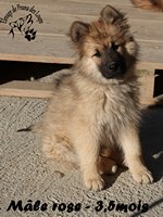 chiot eurasier