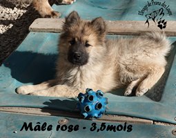 chiot eurasier