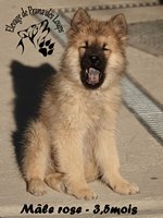 chiot eurasier