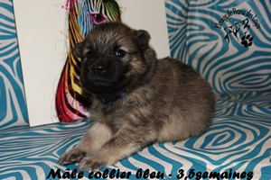 chiot eurasier