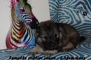 chiot eurasier