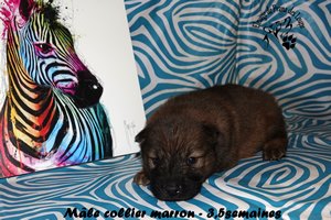 chiot eurasier