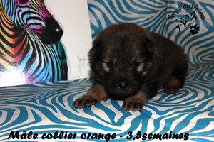 chiot eurasier