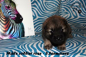 chiot eurasier