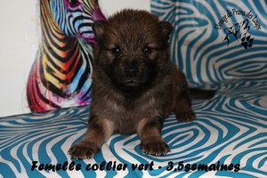 chiot eurasier