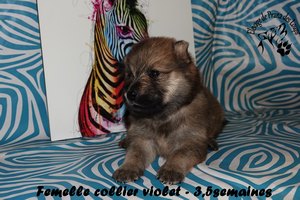 chiot eurasier