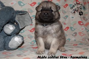 chiot eurasier