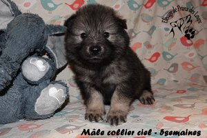 chiot eurasier