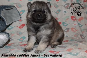 chiot eurasier