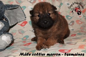 chiot eurasier