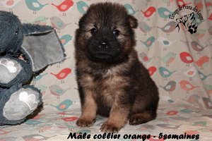 chiot eurasier