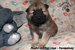 chiot eurasier