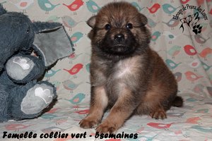 chiot eurasier