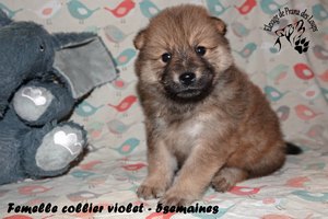 chiot eurasier