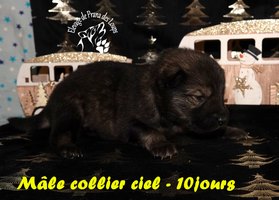 chiot eurasier