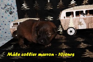 chiot eurasier