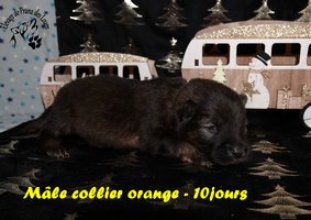 chiot eurasier