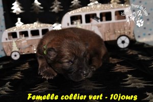 chiot eurasier