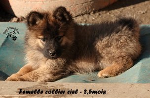 chiot eurasier