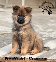 chiot eurasier