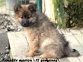 chiot eurasier