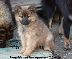 chiot eurasier