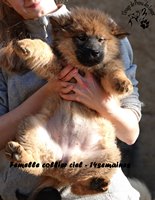 chiot eurasier