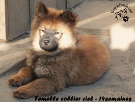 chiot eurasier