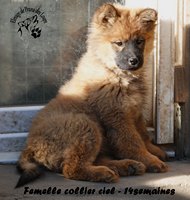 chiot eurasier